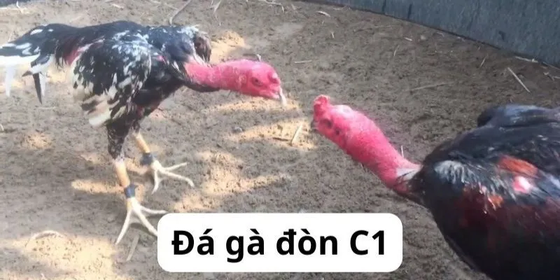 Những kinh nghiệm cược đá gà bất bại mà bạn nên bỏ túi 