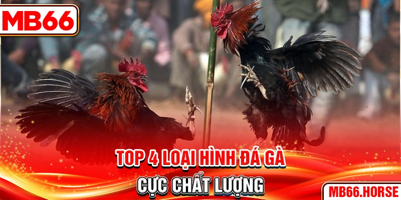 Top 4 loại hình đá gà cực chất lượng
